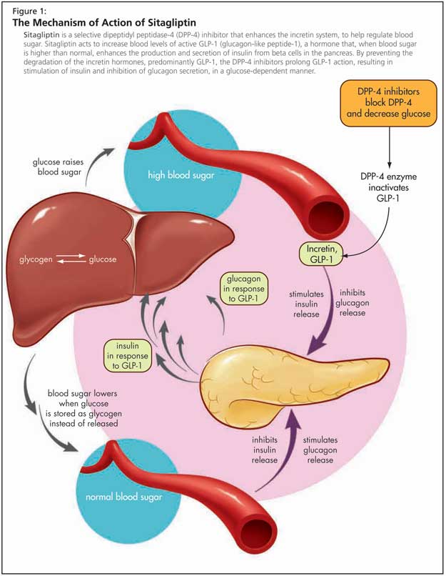 Insulin Vs Glucagon