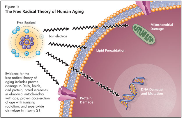 Theories of Aging | HealthPlexus.net